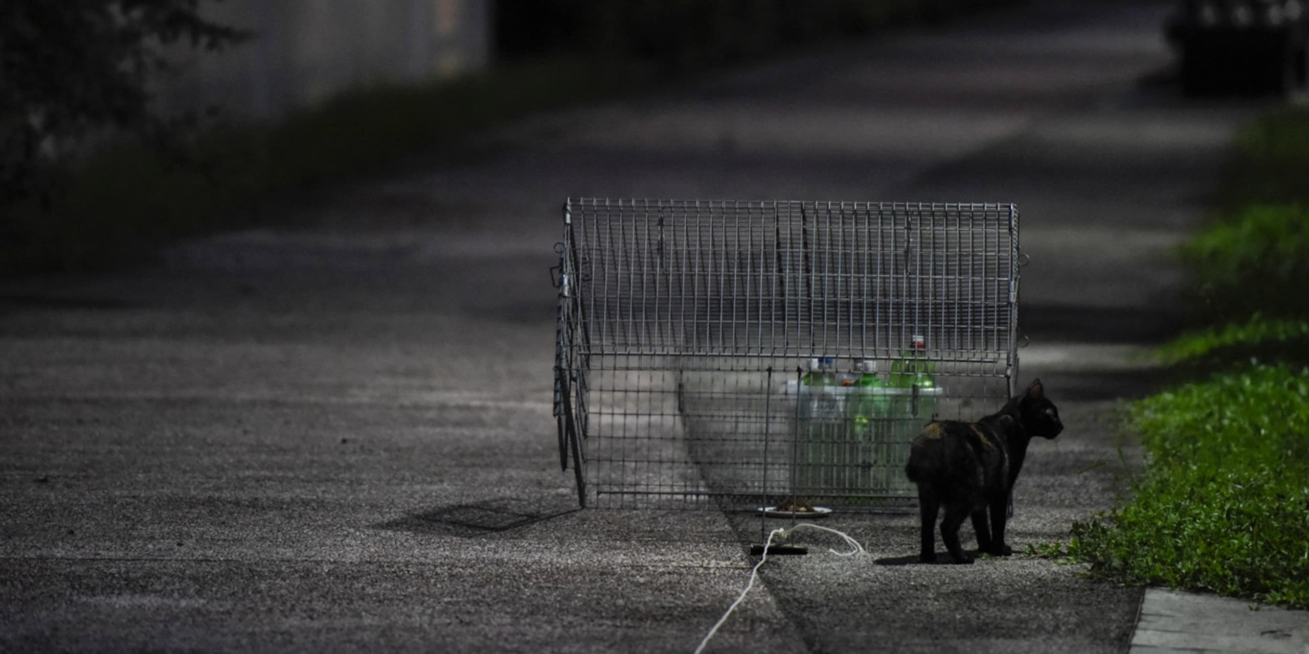 Cat welfare society Joanne Ng