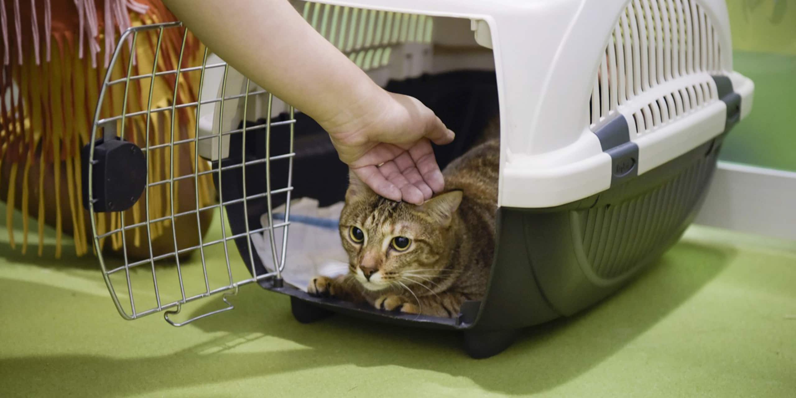 Paws cat welfare society