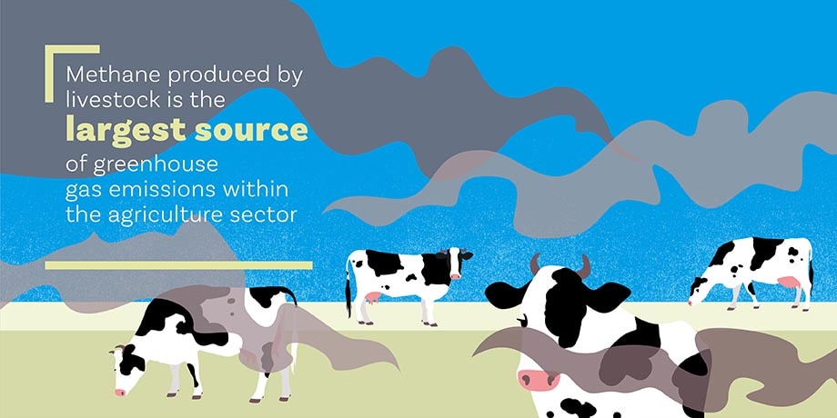 Livestock produces methane, a greenhouse gas