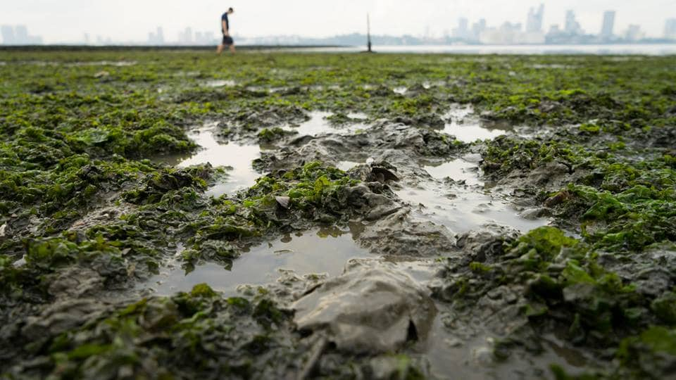 Camouflaged horseshoe crab at Mandai Mudflats