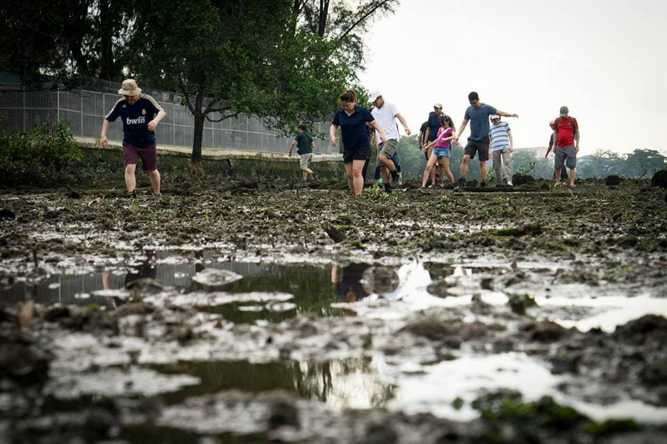 Horseshoe Crab Research programme by Nature Society (Singapore)