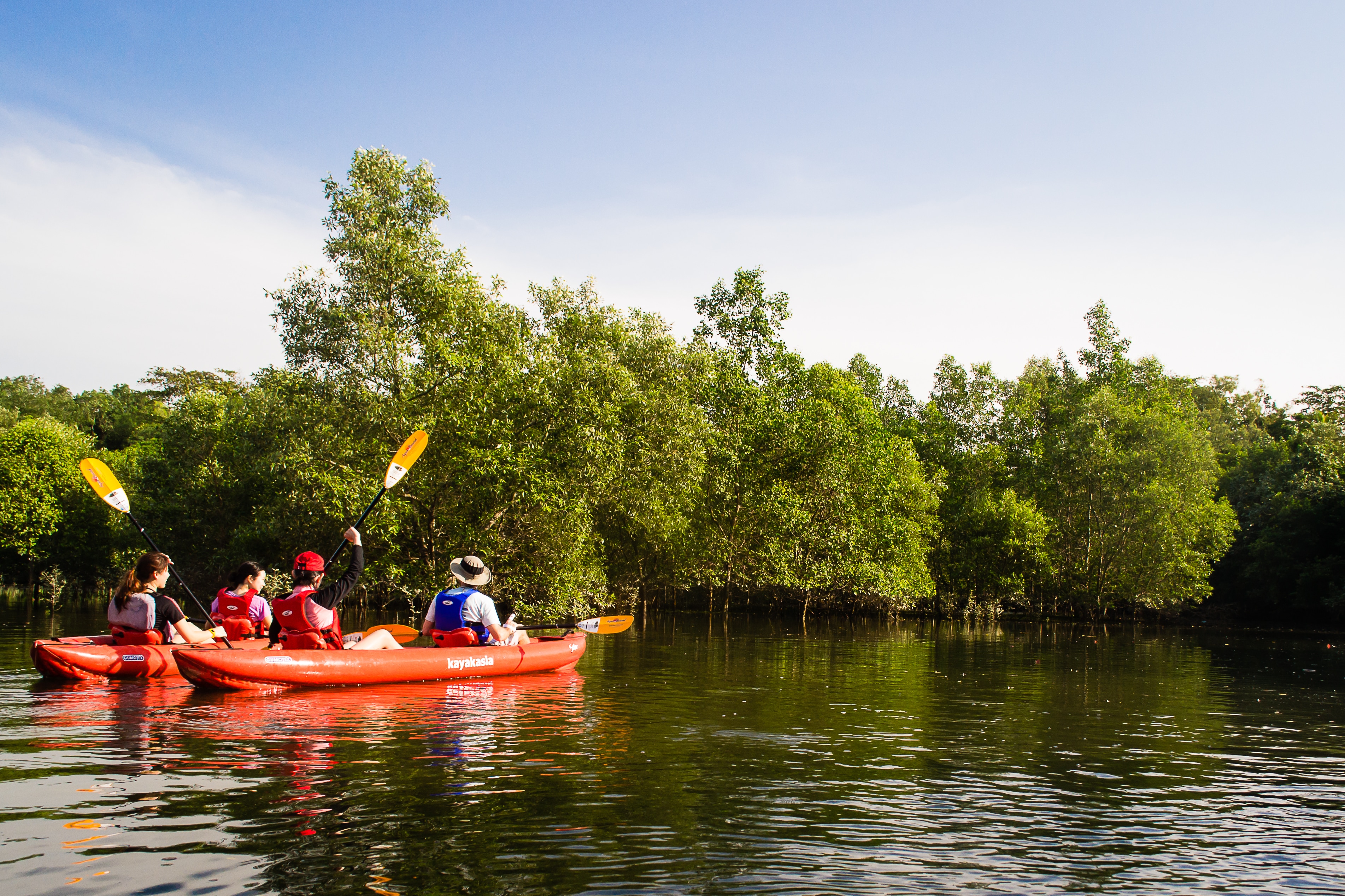 Mangrove kayaking in Singapore