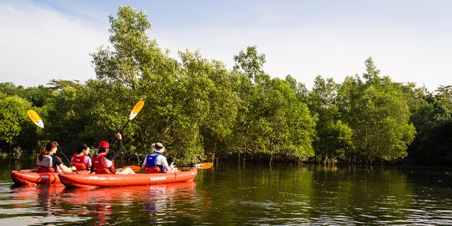 Mangrove-kayaking - 640x320