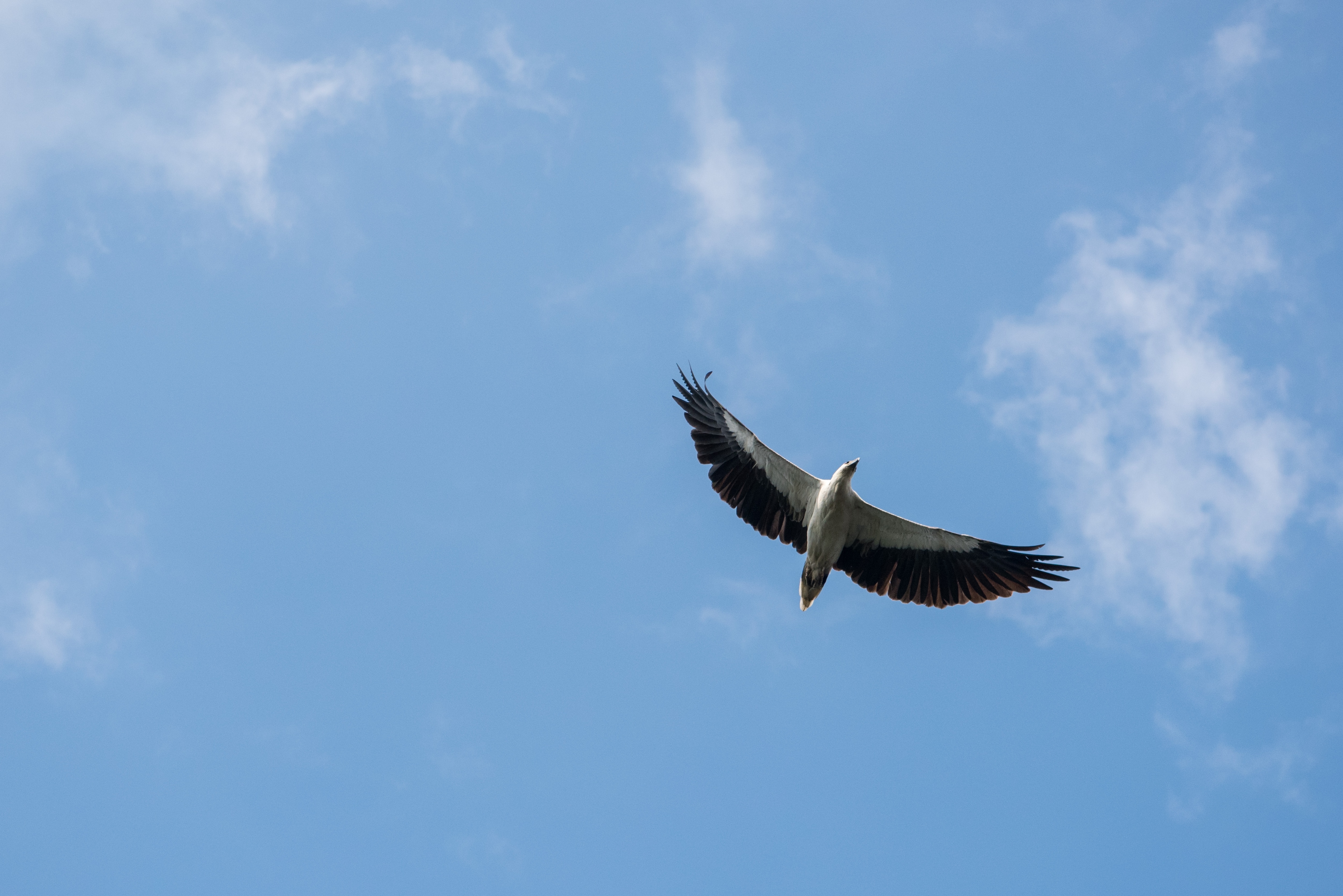 Sea eagles at Mandai Mangrove