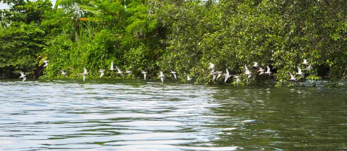 Wildlife Mangrove_1190x520