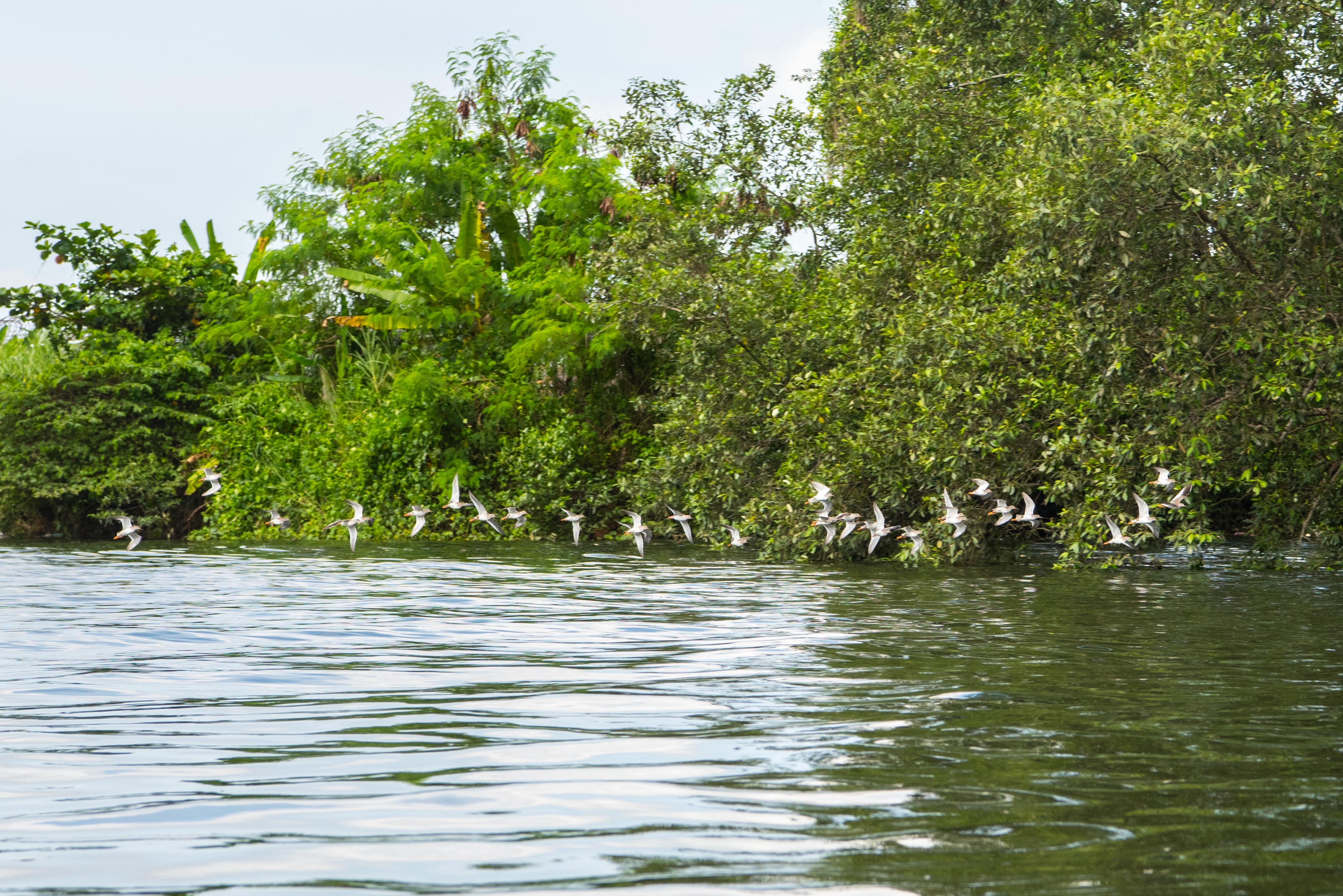 Mandai Mangrove