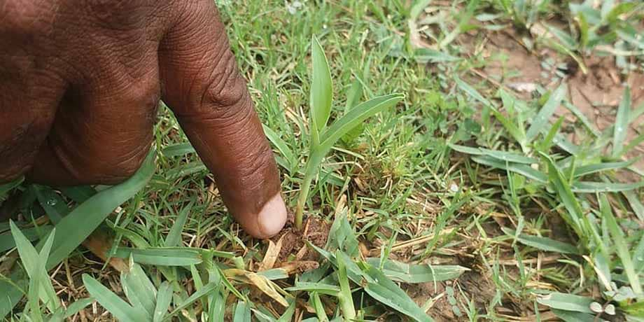 Seed Ball Seedling