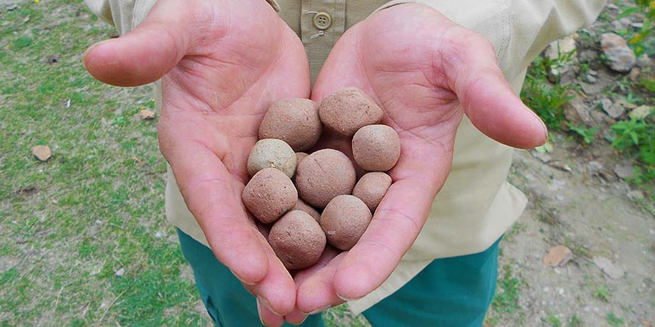 Seed Balls to Restore Forests