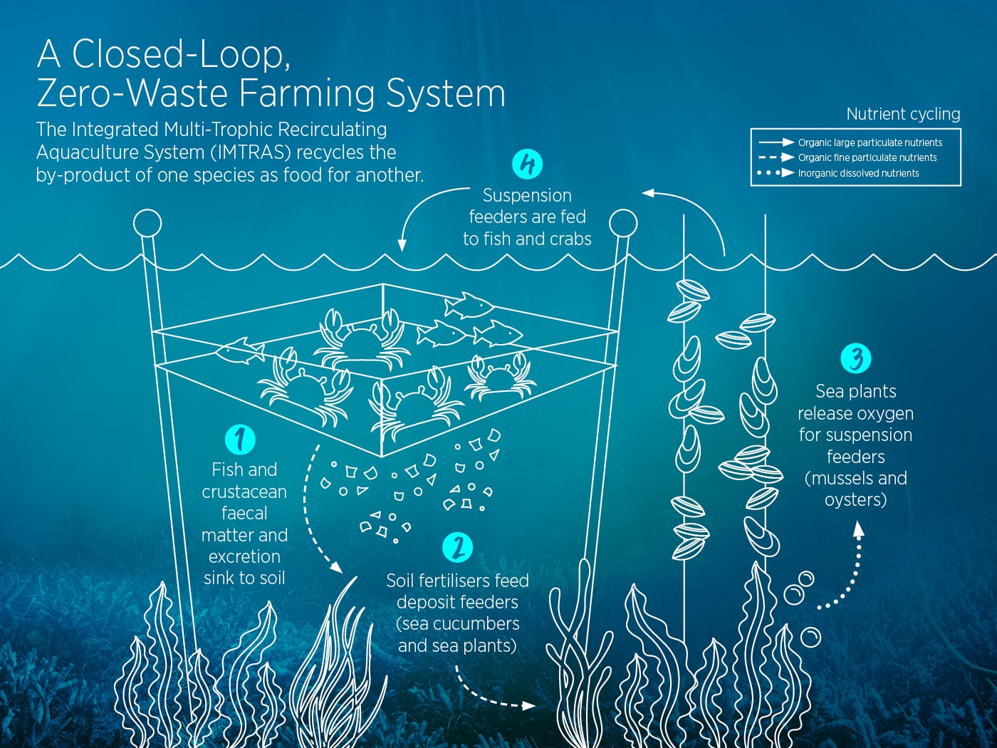 Integrated Multi-Trophic Recirculating Aquaculture System 