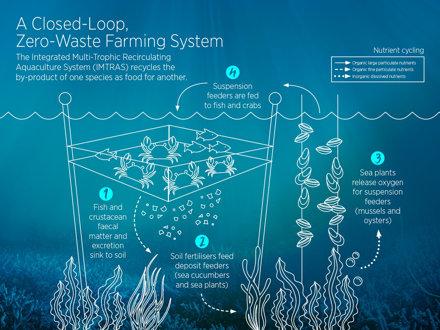 Integrated Multi-Trophic Recirculating Aquaculture System Integrated Multi-Trophic Recirculating Aquaculture System