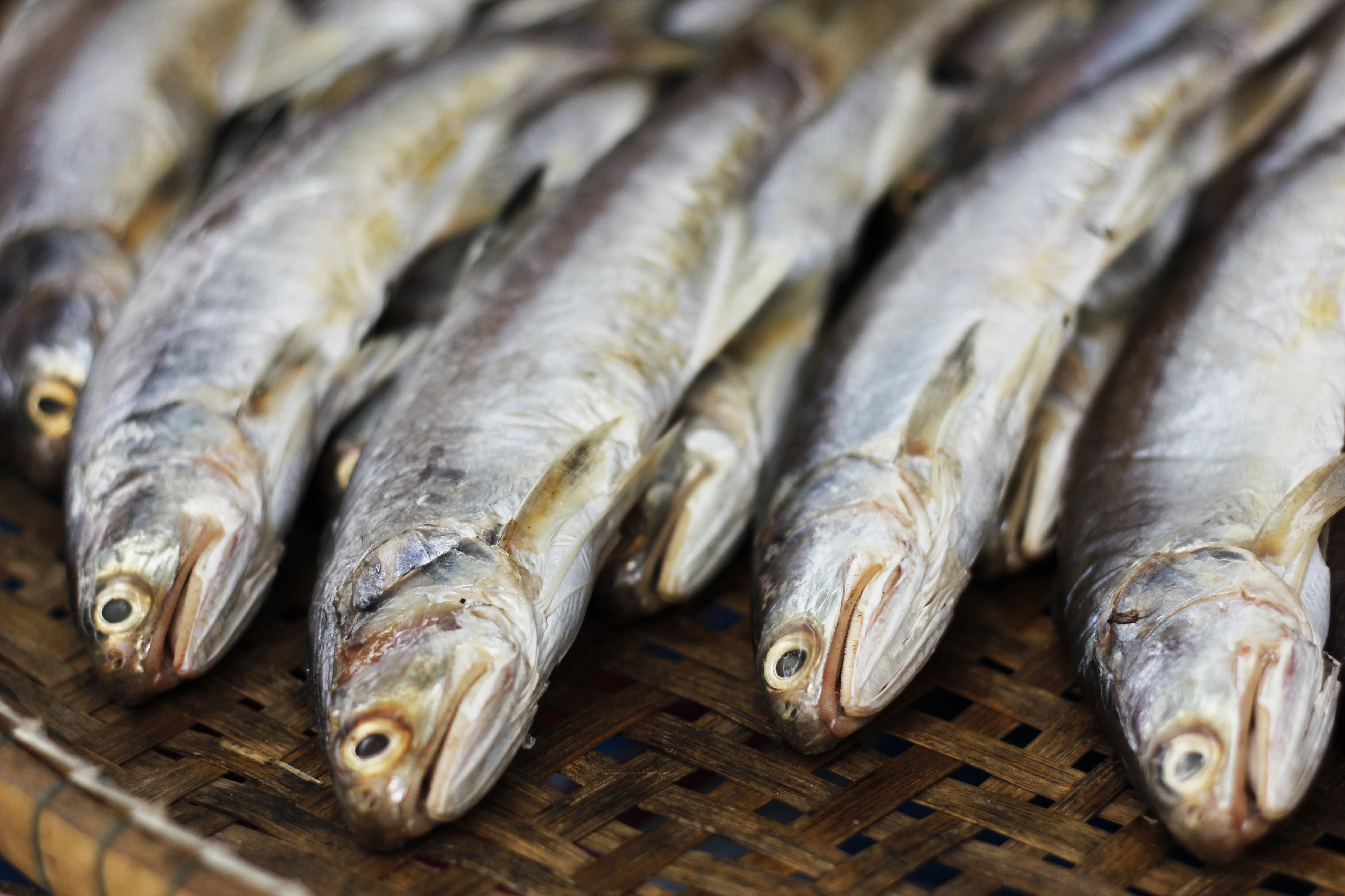 Endangered fish species in Singapore