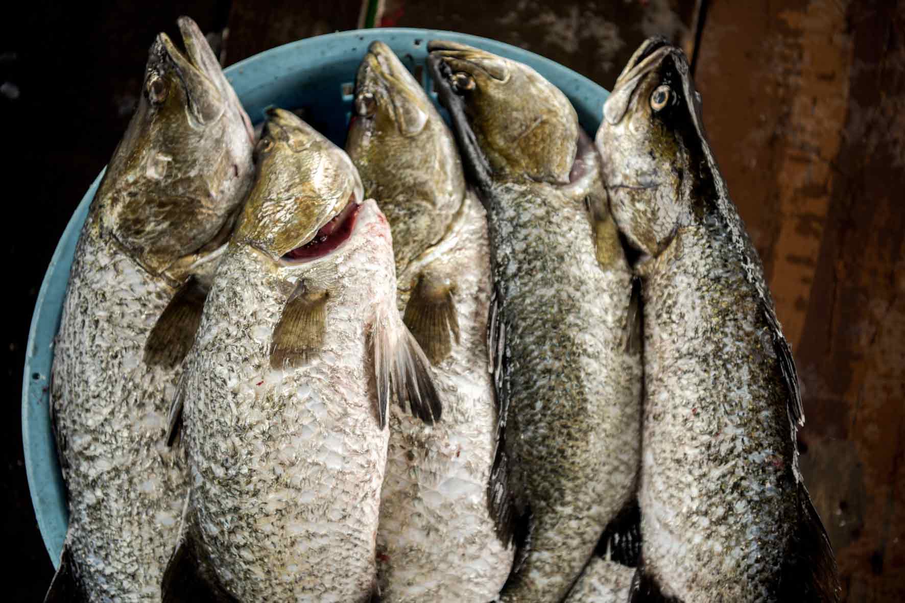 Sustainable fish farming