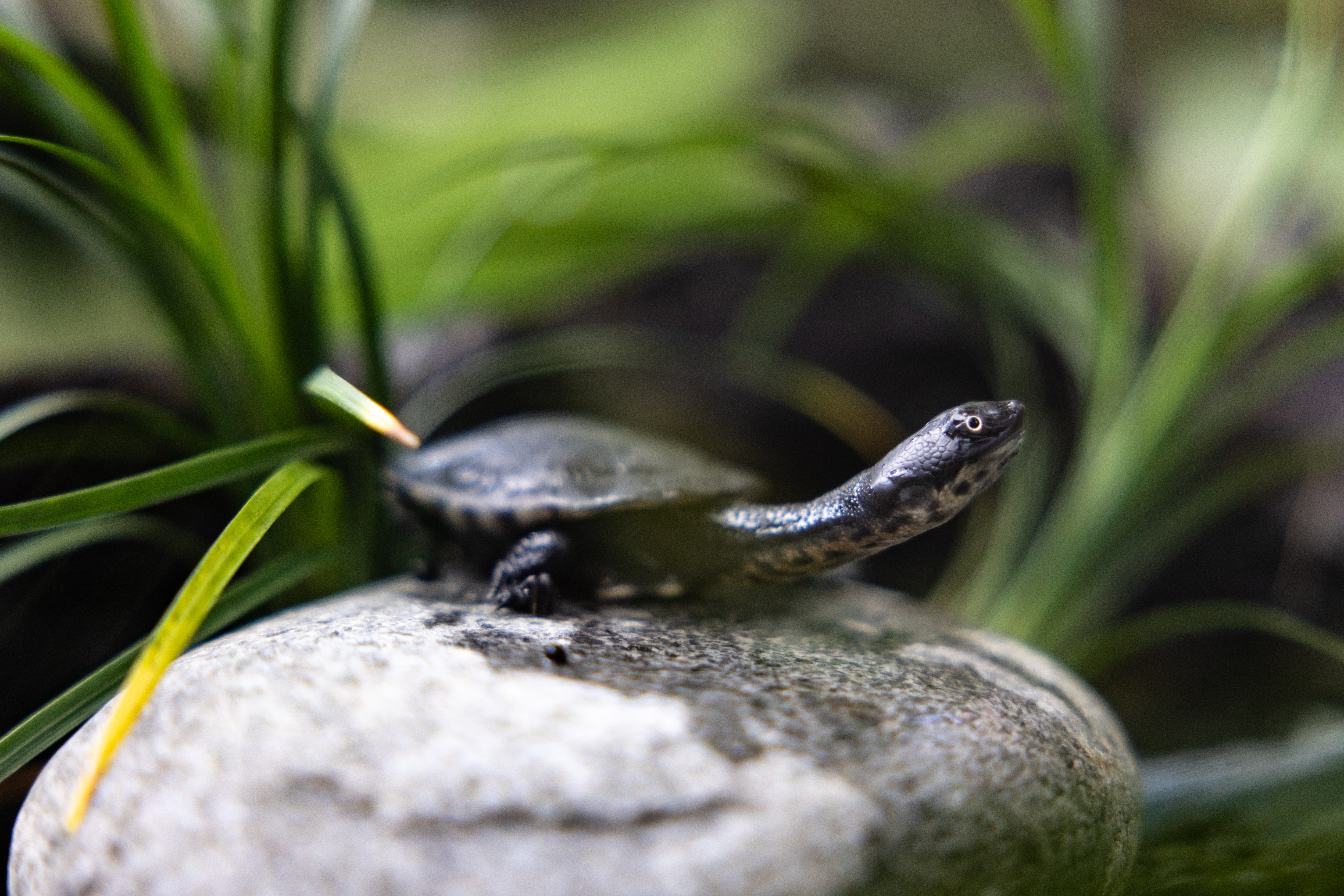 Singapore Zoo’s first Roti snake-necked turtle hatchling. Image credit to Mandai Singapore Zoo’s first Roti snake-necked turtle hatchling. Image credit to Mandai