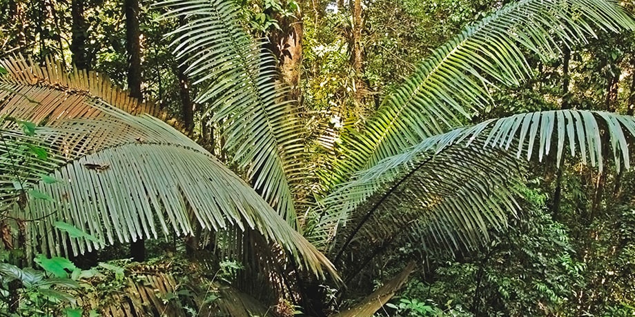Rattan, a species of climbing palm