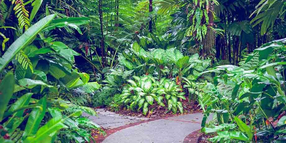 Veera was assistant curator of horticulture at the Singapore Zoo