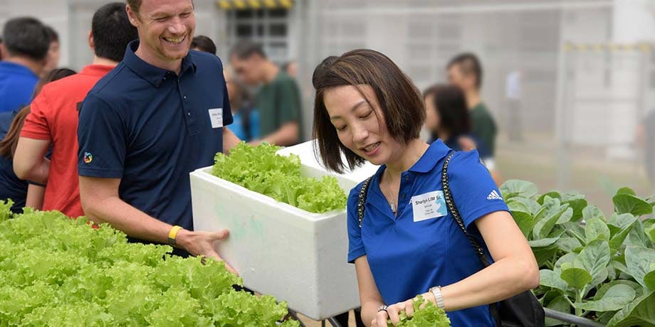 IMH is exploring hydroponic farming as a form of rehabilitation