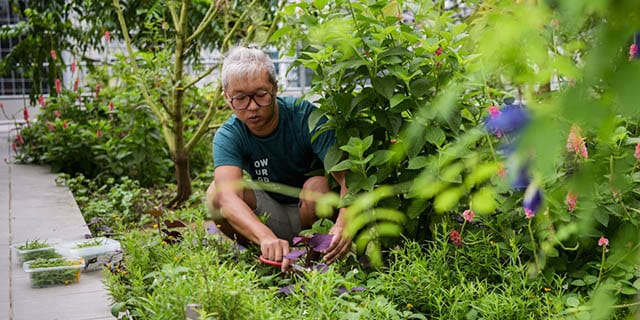 rooftop_gardener_640x320