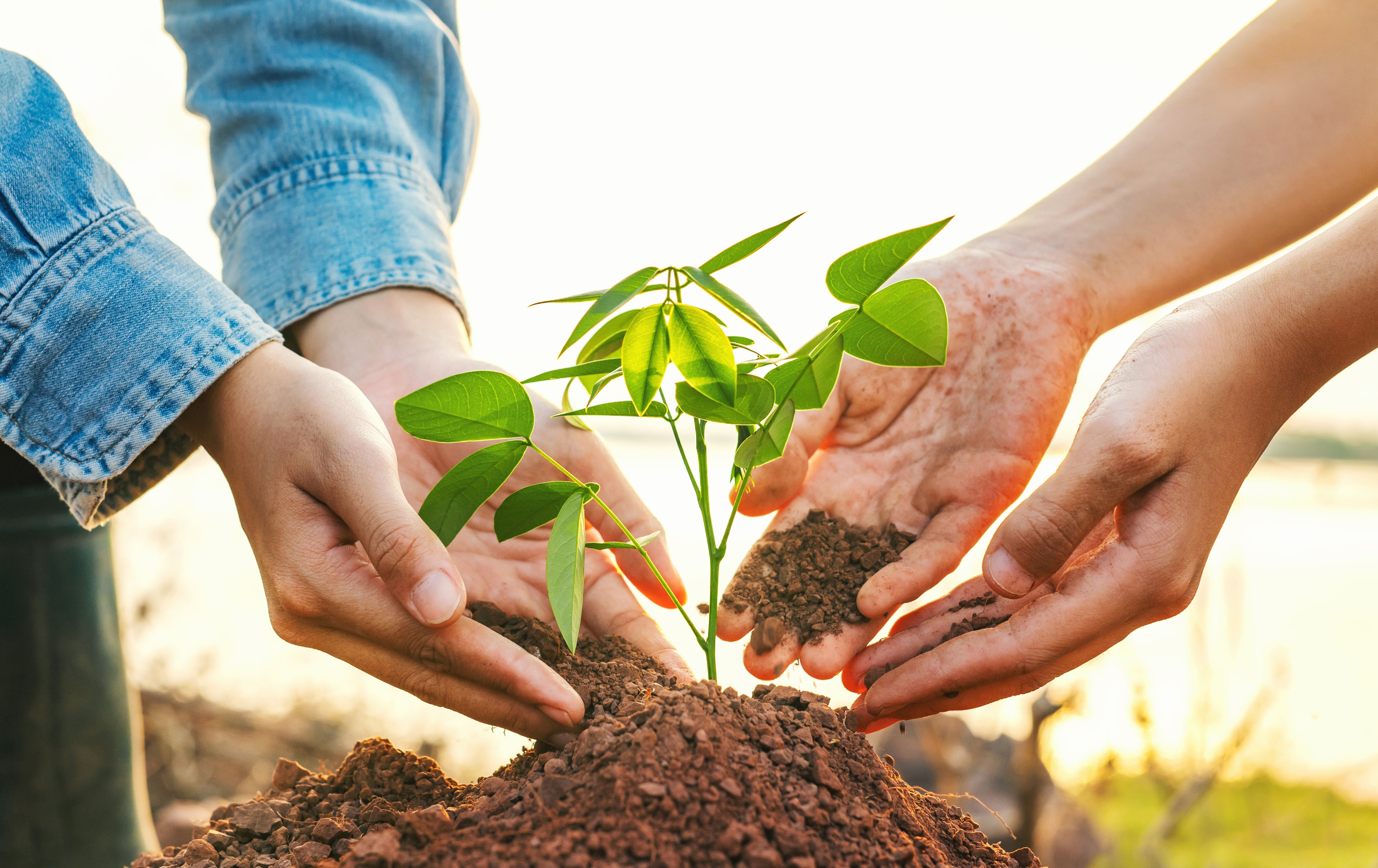 Hands planting a small green seedling into rich soil.