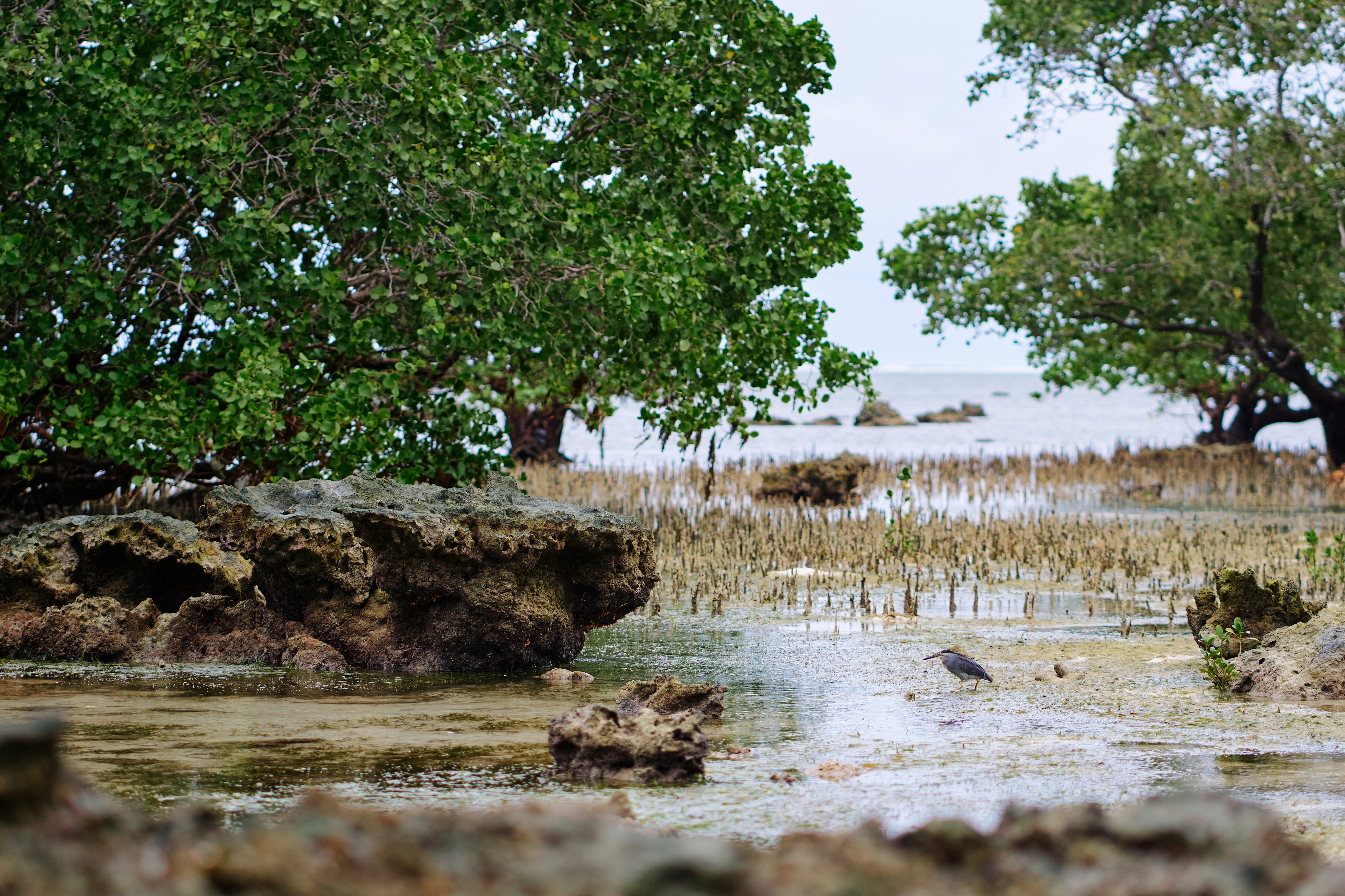 Lush green trees on a shoreline with water in the background.